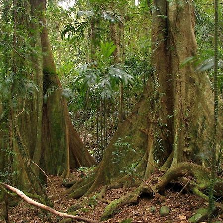 Springbrook Lyrebird Retreat Villa Екстериор снимка