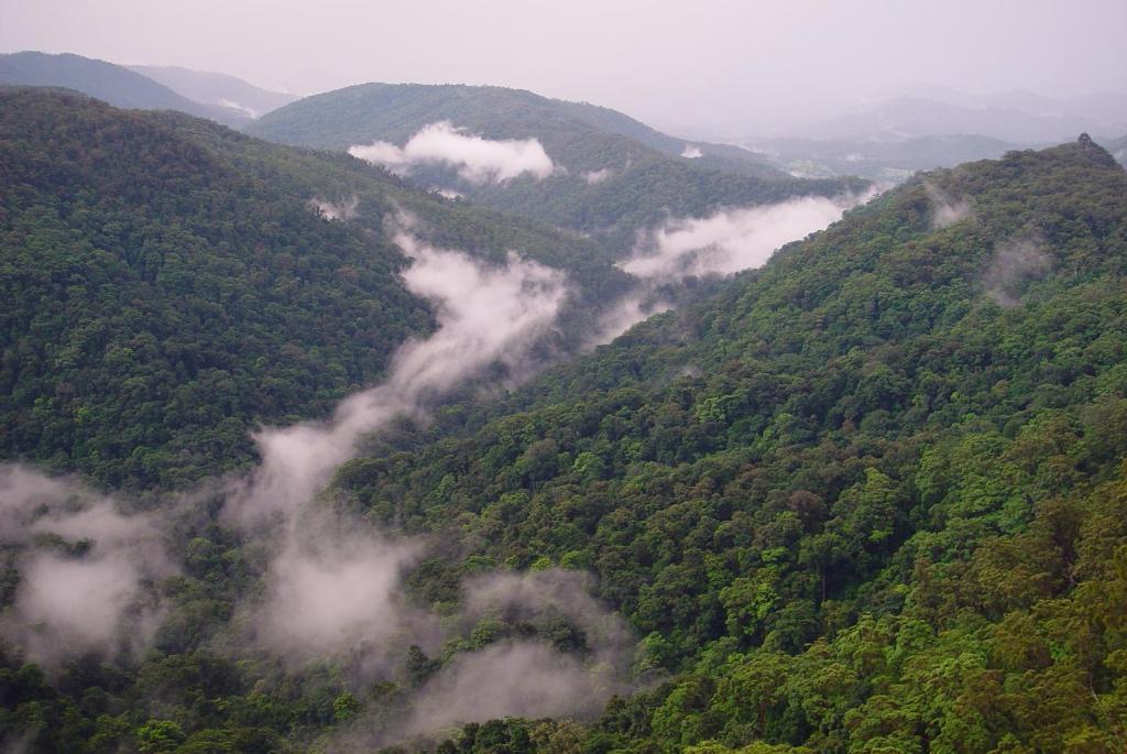 Springbrook Lyrebird Retreat Villa Екстериор снимка