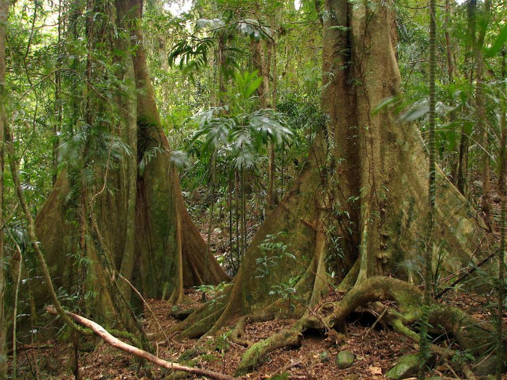 Springbrook Lyrebird Retreat Villa Екстериор снимка