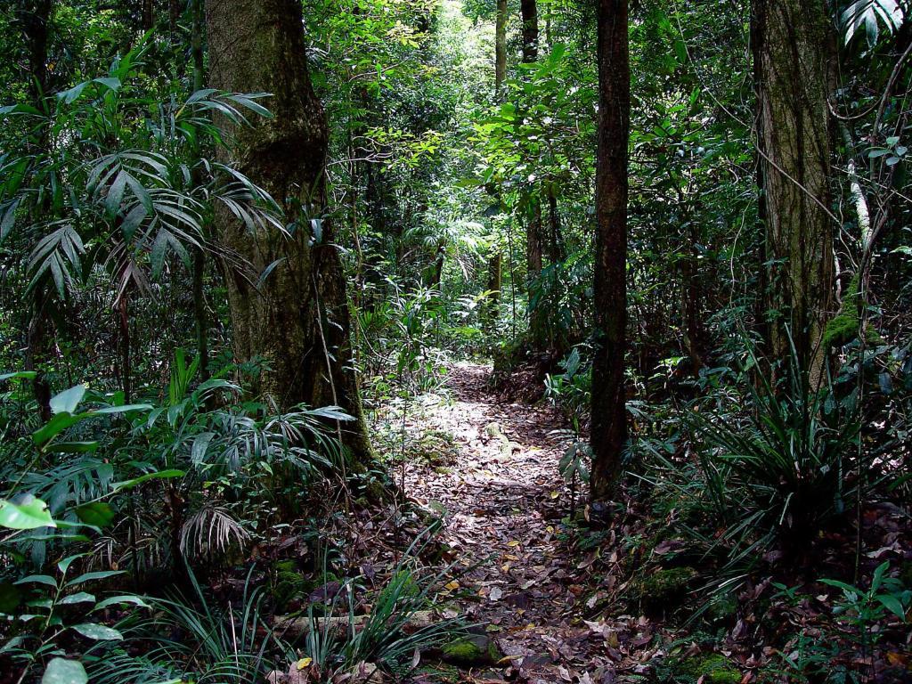 Springbrook Lyrebird Retreat Villa Екстериор снимка